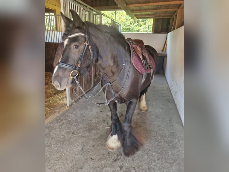 Cob Mare 6 years 13,3 hh Black in Gummern