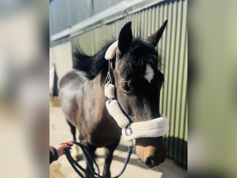 Cob Mare 6 years 14,1 hh Brown in Sligo