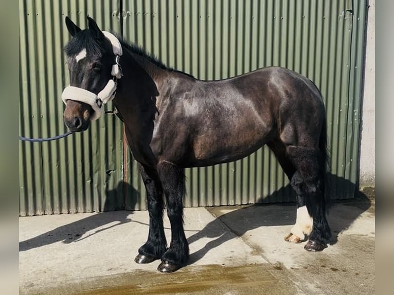 Cob Mare 6 years 14,1 hh Brown in Sligo
