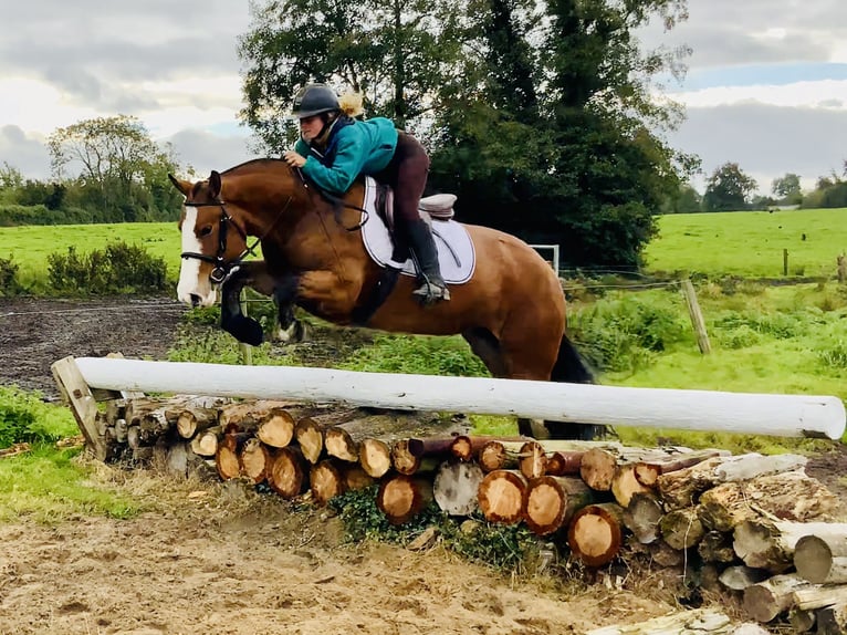 Cob Mare 6 years 14,2 hh Brown in Mountrath