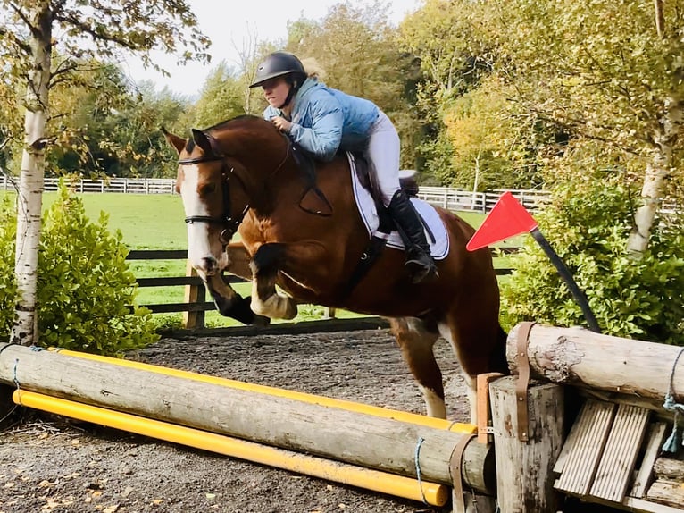 Cob Mare 6 years 14,2 hh Brown in Mountrath