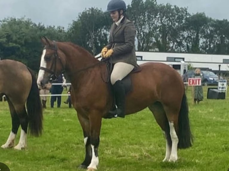 Cob Mare 6 years 14,2 hh Brown in Mountrath