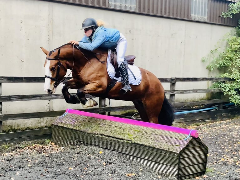 Cob Mare 6 years 14,2 hh Brown in Mountrath