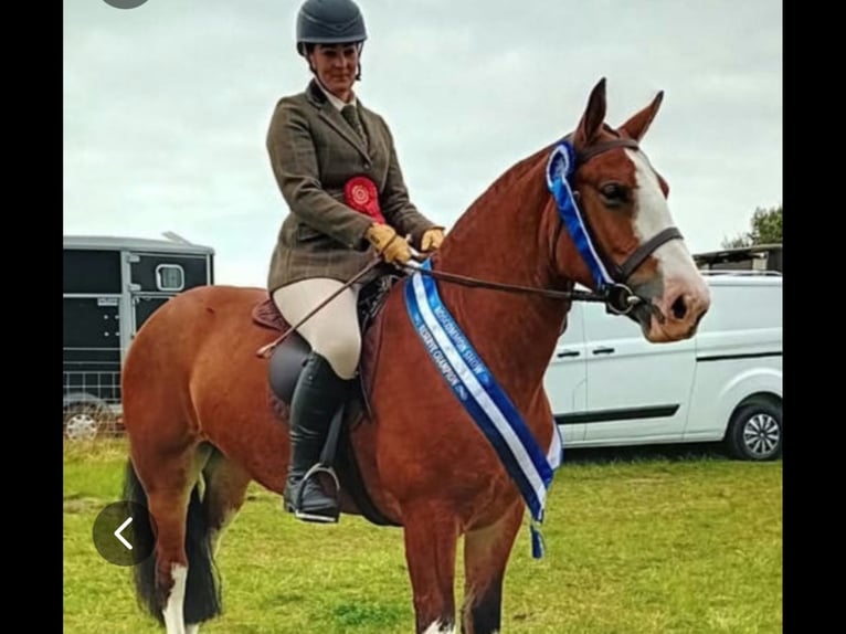 Cob Mare 6 years 14,2 hh Brown in Mountrath