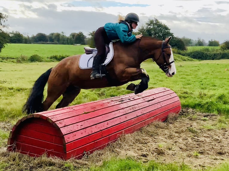 Cob Mare 6 years 14,2 hh Brown in Mountrath