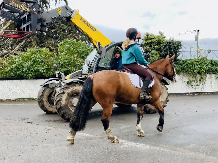 Cob Mare 6 years 14,2 hh Brown in Mountrath