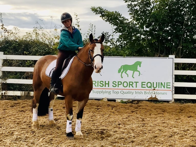 Cob Mare 6 years 14,2 hh Brown in Mountrath