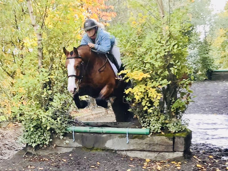 Cob Mare 6 years 14,2 hh Brown in Mountrath