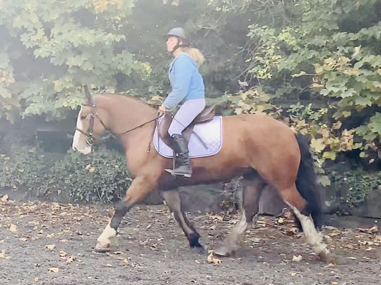 Cob Mare 6 years 14,2 hh Brown in Mountrath