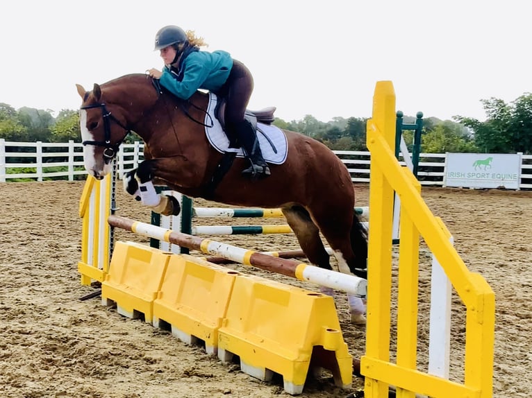 Cob Mare 6 years 14,2 hh Brown in Mountrath