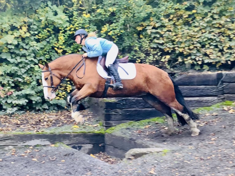 Cob Mare 6 years 14,2 hh Brown in Mountrath