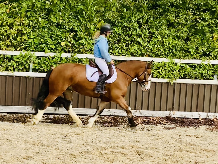 Cob Mare 6 years 14,2 hh Brown in Mountrath