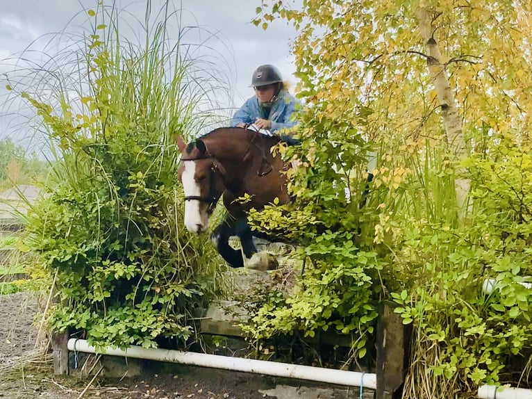 Cob Mare 6 years 14,2 hh Brown in Mountrath