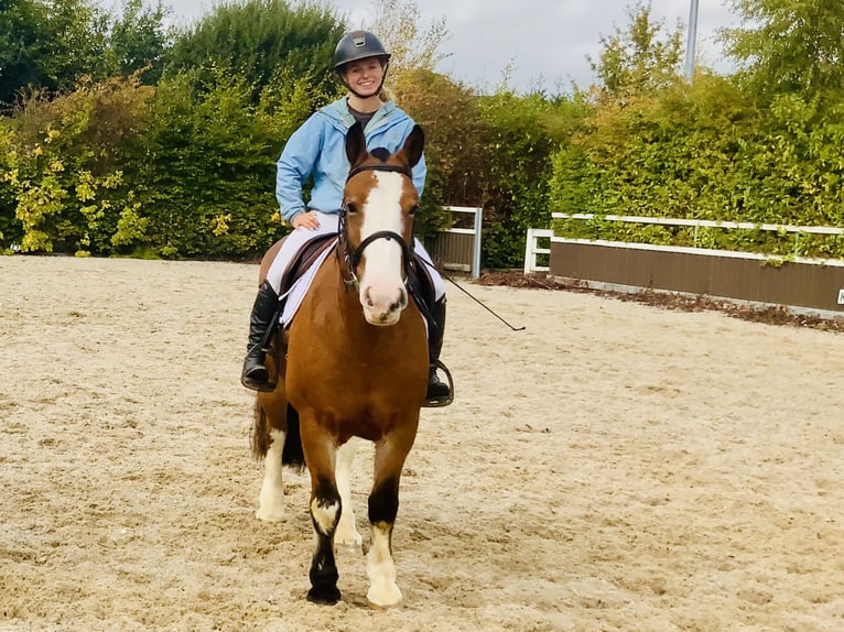Cob Mare 6 years 14,2 hh Brown in Mountrath