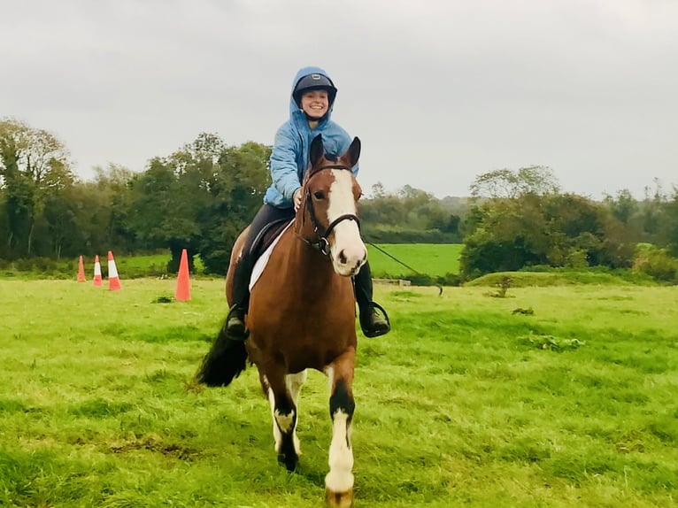 Cob Mare 6 years 14,2 hh Brown in Mountrath