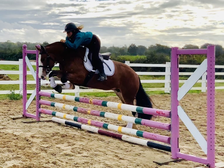 Cob Mare 6 years 14,2 hh Brown in Mountrath