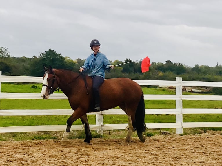 Cob Mare 6 years 14,2 hh Brown in Mountrath