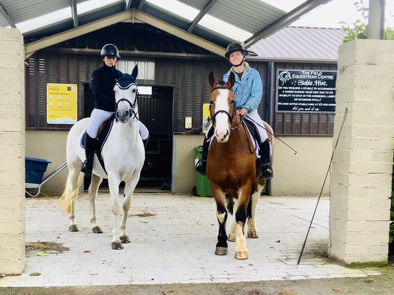 Cob Mare 6 years 14,2 hh Brown in Mountrath