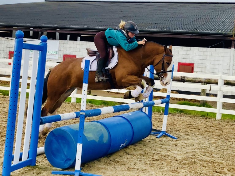 Cob Mare 6 years 14,2 hh Brown in Mountrath