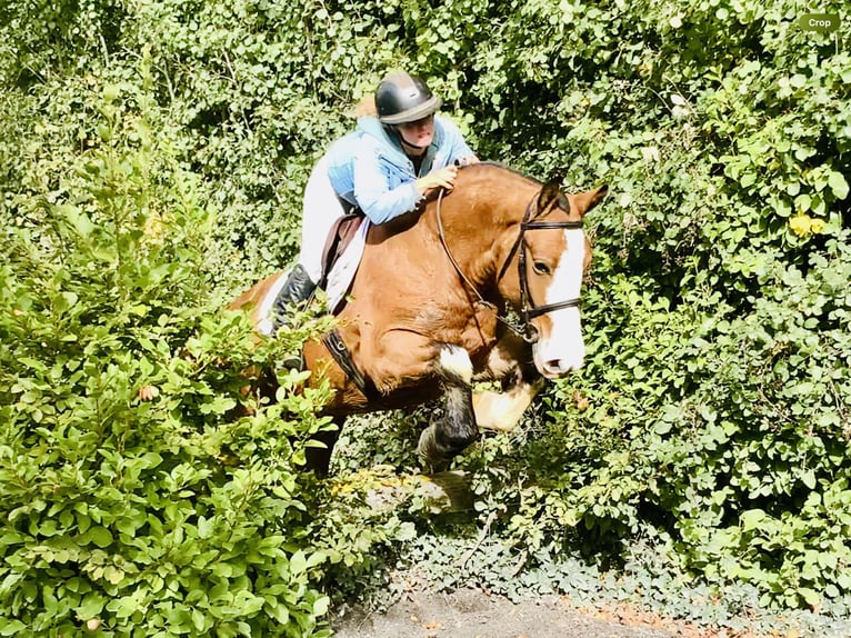 Cob Mare 6 years 14,2 hh Brown in Mountrath