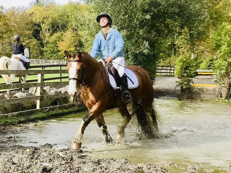 Cob Mare 6 years 14,2 hh Brown in Mountrath
