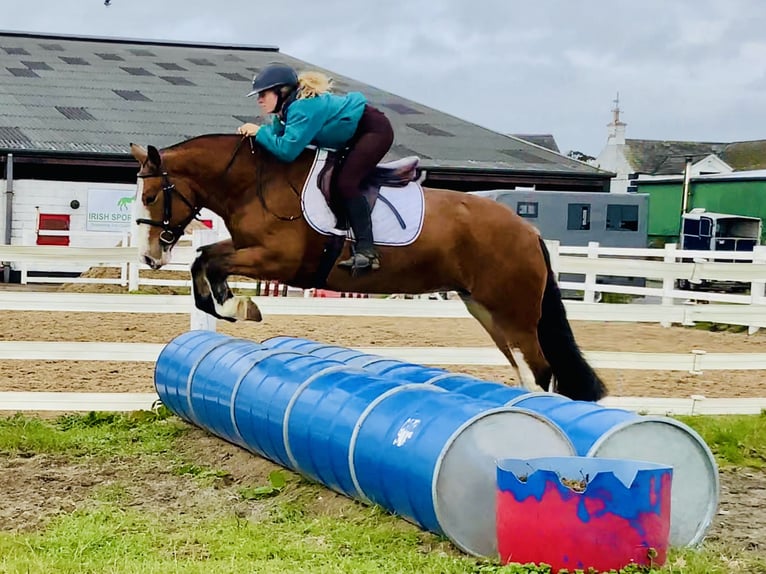 Cob Mare 6 years 14,2 hh Brown in Mountrath