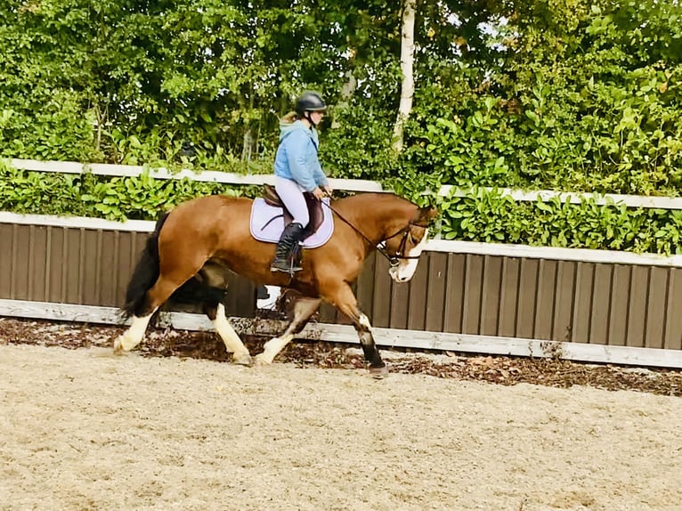 Cob Mare 6 years 14,2 hh Brown in Mountrath