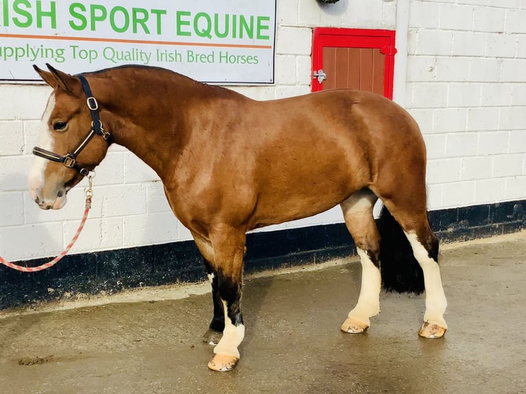 Cob Mare 6 years 14,2 hh Brown in Mountrath