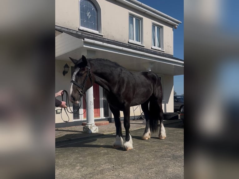 Cob Mare 6 years 16 hh Bay-Dark in Dublin