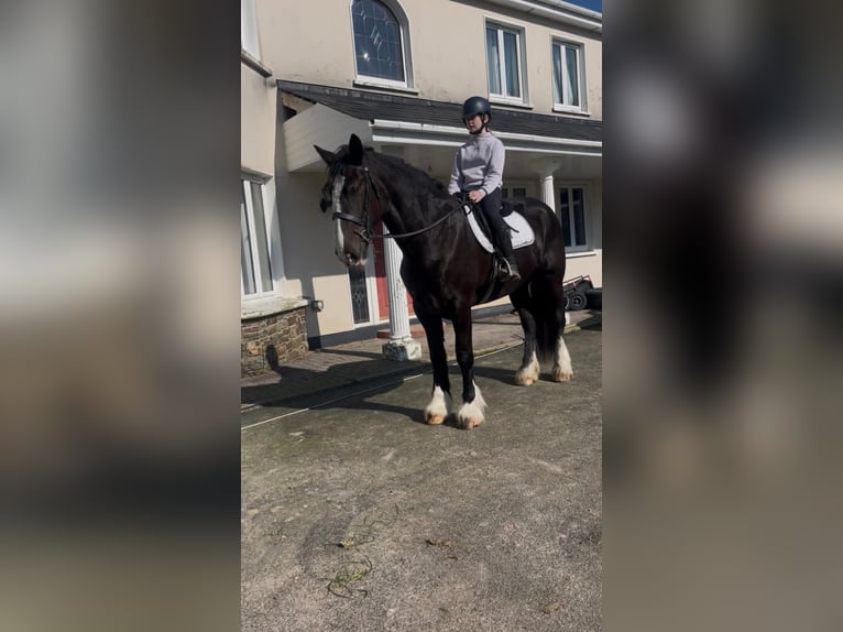 Cob Mare 6 years 16 hh Bay-Dark in Dublin