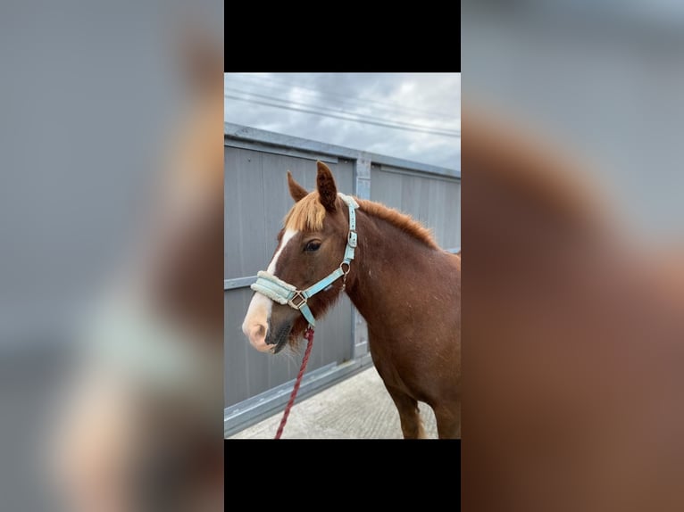 Cob Mare 7 years 12,1 hh Chestnut in Sligo