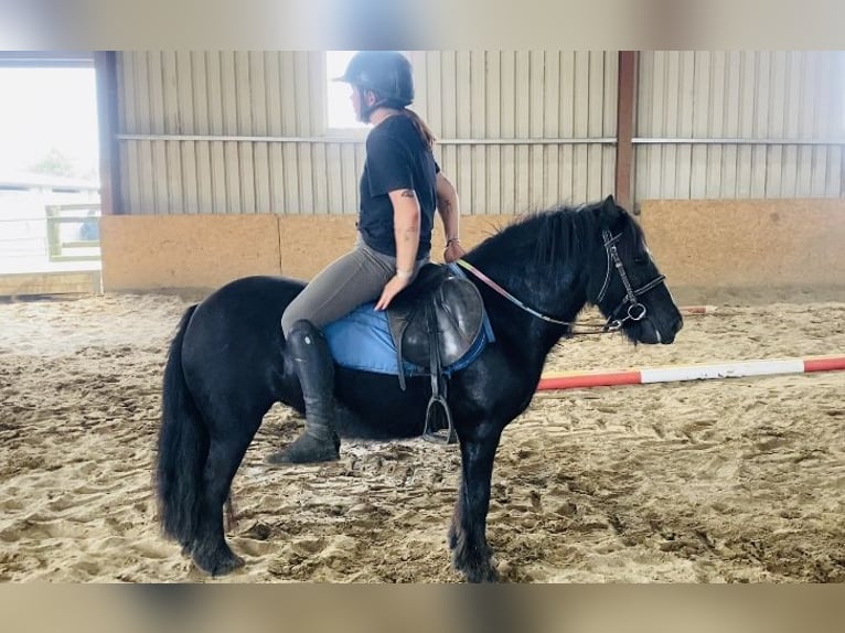 Cob Mare 7 years 12 hh Black in Sligo