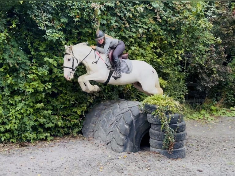 Cob Mare 7 years 13.3 hh Grey-Fleabitten in Mountrath, Co. Laois