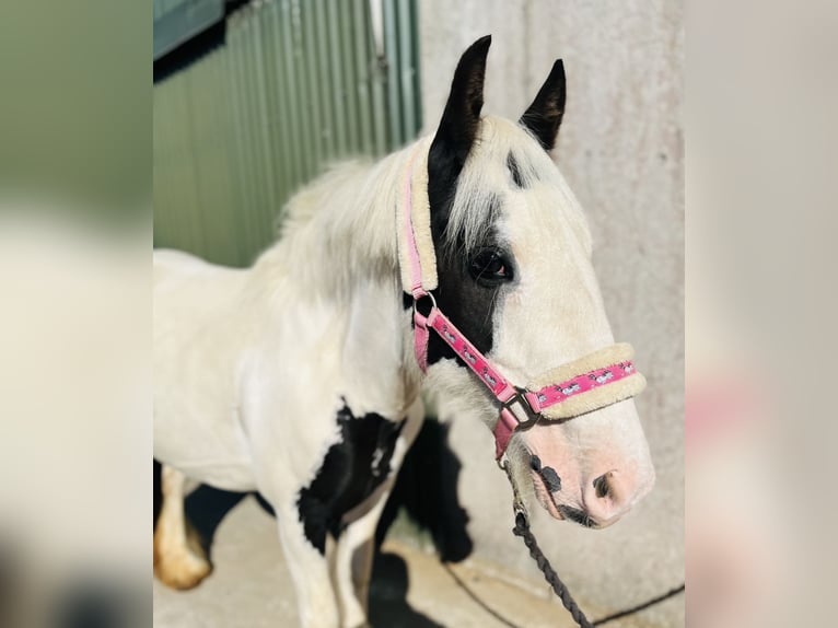 Cob Mare 7 years 13 hh Pinto in Sligo