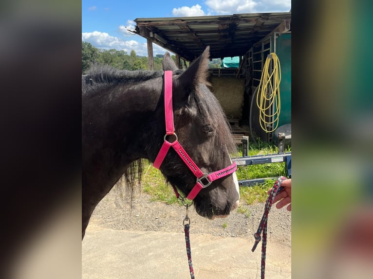 Cob Mare 7 years 14,2 hh Pinto in Morsbach