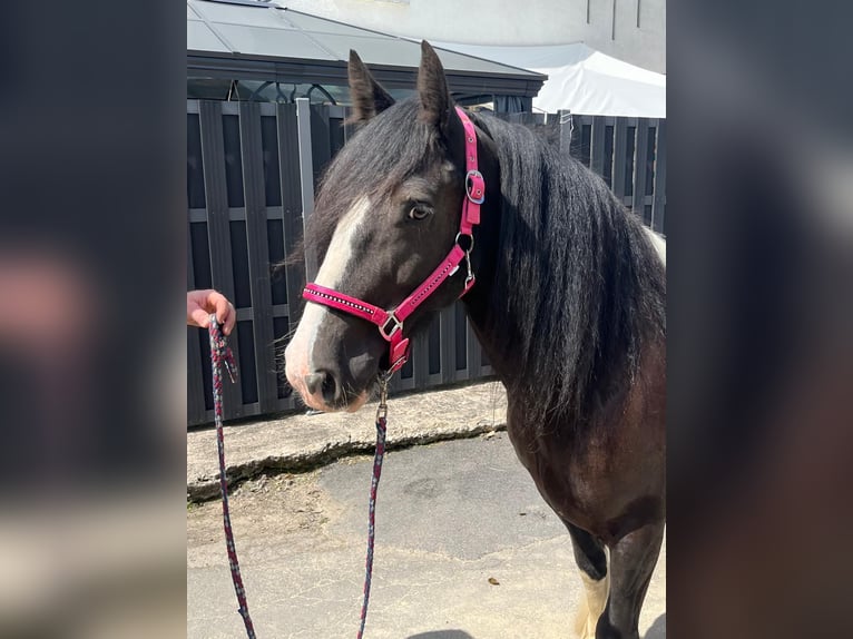 Cob Mare 7 years 14,2 hh Pinto in Morsbach