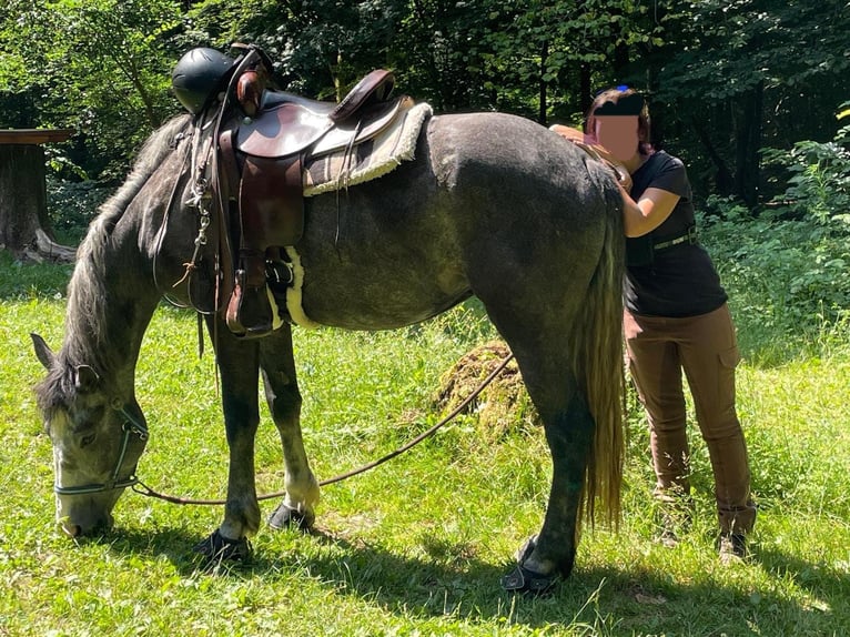 Cob Mix Mare 7 years 14.3 hh Grey-Red-Tan in Felsbergerhof