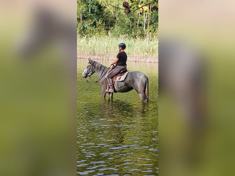 Cob Mix Mare 7 years 14.3 hh Grey-Red-Tan in Felsbergerhof