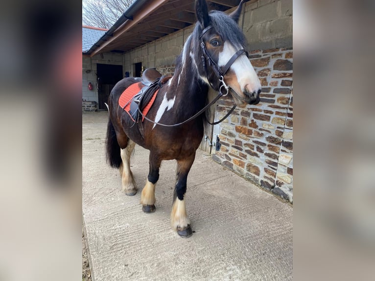 Cob Mare 7 years 14 hh Chestnut-Red in Cornwall