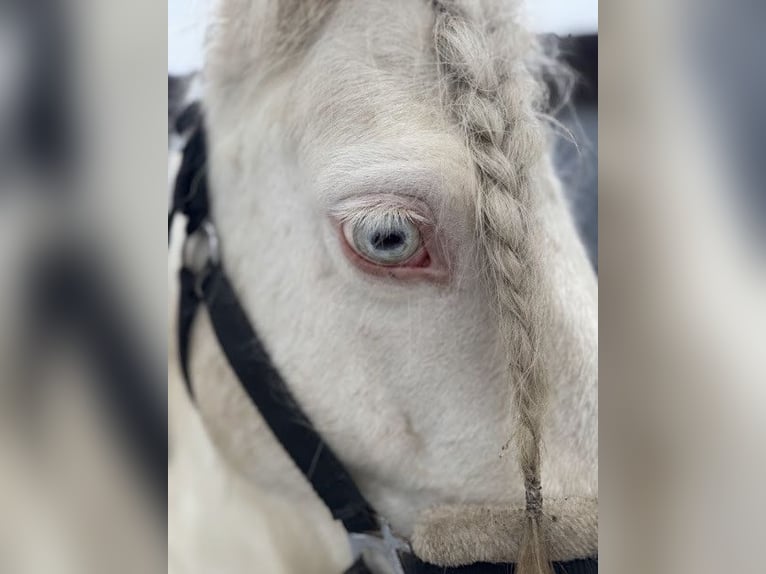 Cob Mare 7 years 14 hh Cremello in Sanok