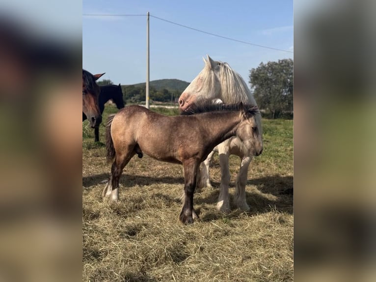 Cob Mare 7 years 14 hh Cremello in Sanok