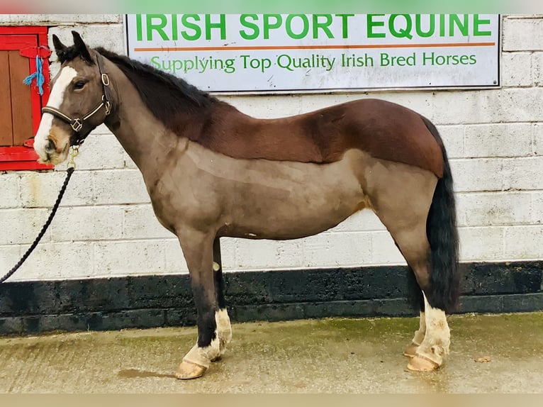 Cob Mare 7 years 14,1 hh Brown in Mountrath