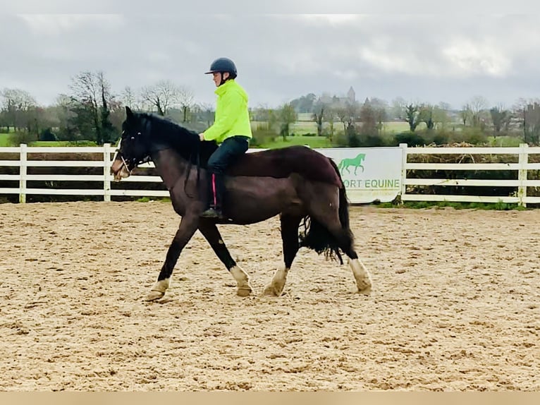 Cob Mare 7 years 14,1 hh Brown in Mountrath