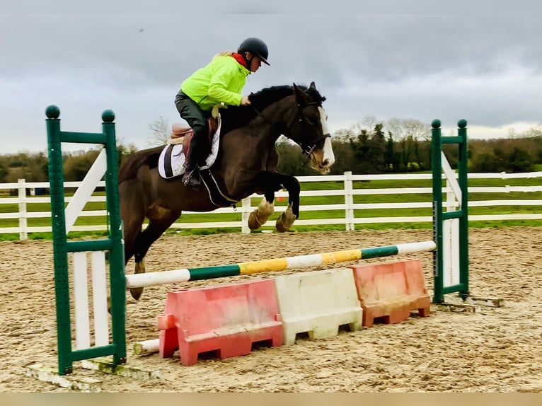 Cob Mare 7 years 14,1 hh Brown in Mountrath