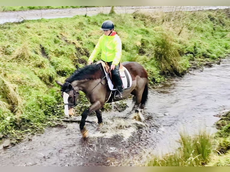 Cob Mare 7 years 14,1 hh Brown in Mountrath