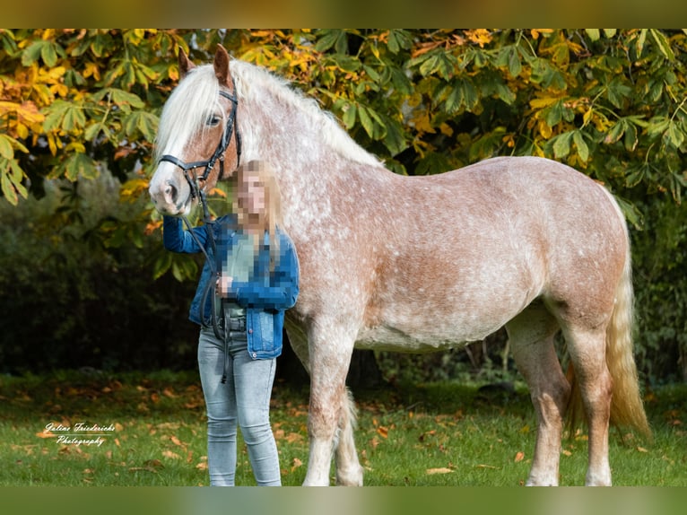 Cob Mare 7 years 15,2 hh Roan-Red in Winsen