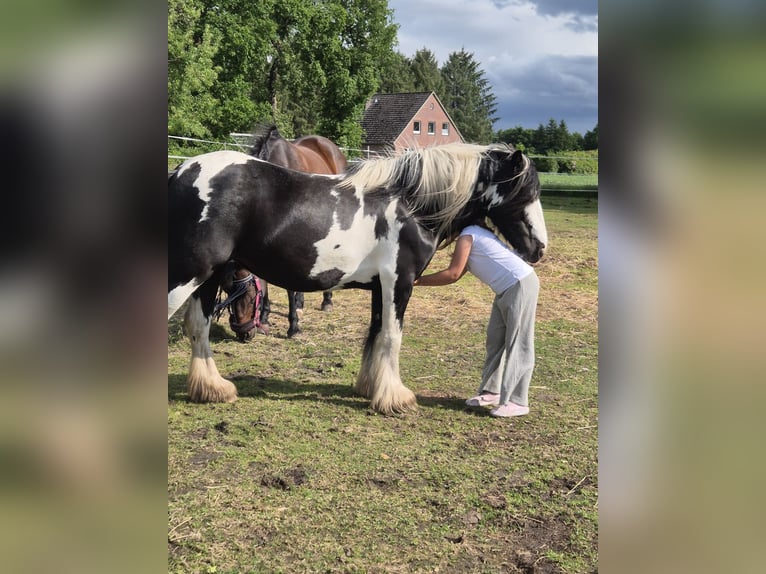 Cob Mare 8 years 13,1 hh Pinto in Jever