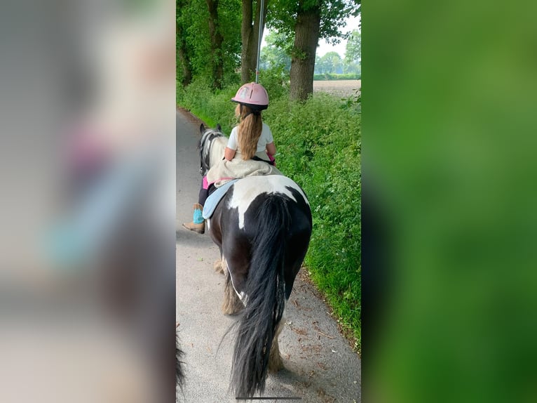 Cob Mare 8 years 13,1 hh Pinto in Jever