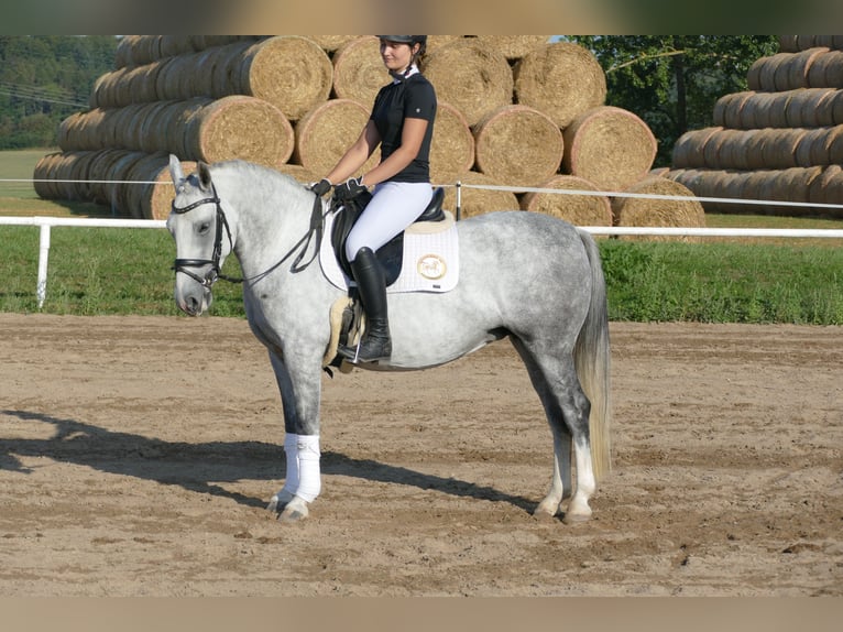 Cob Mare 8 years 14,1 hh Gray in Ganschow