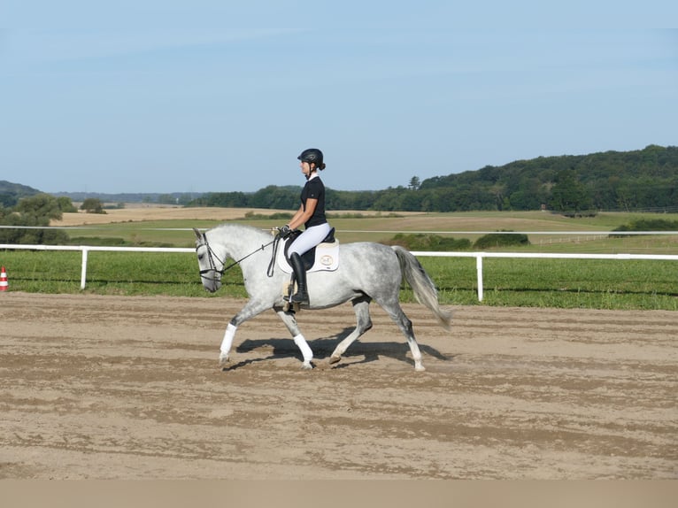 Cob Mare 8 years 14,1 hh Gray in Ganschow